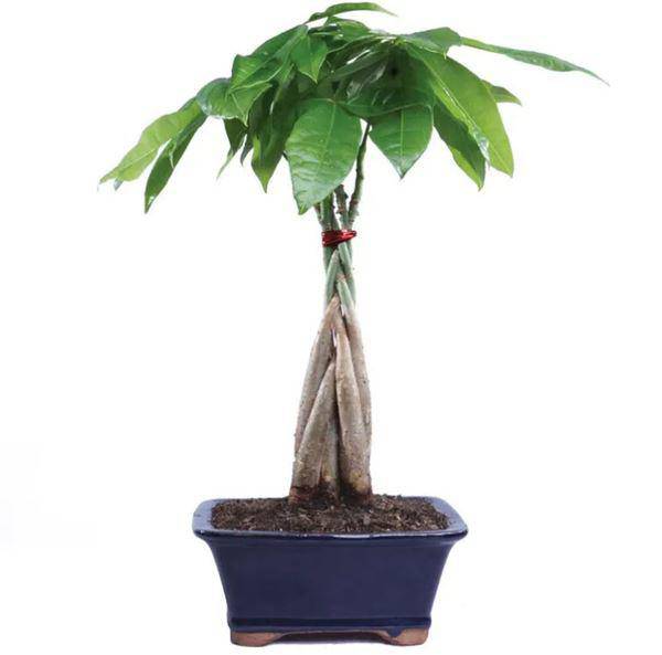 Mệnh Mộc hợp cây gì rước lộc vào nhà? - 1 Mệnh Mộc hợp cây gì rước lộc vào nhà? - 1