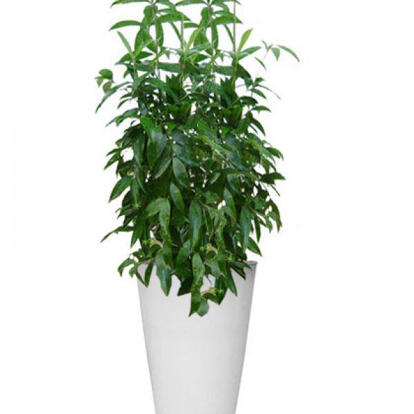 Mệnh Mộc hợp cây gì rước lộc vào nhà? - 2 Mệnh Mộc hợp cây gì rước lộc vào nhà? - 2