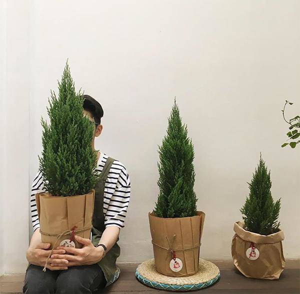 Mệnh Mộc hợp cây gì rước lộc vào nhà? - 4 Mệnh Mộc hợp cây gì rước lộc vào nhà? - 4