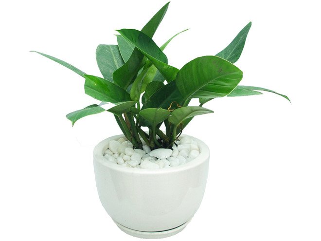 Mệnh Mộc hợp cây gì rước lộc vào nhà? - 6 Mệnh Mộc hợp cây gì rước lộc vào nhà? - 6