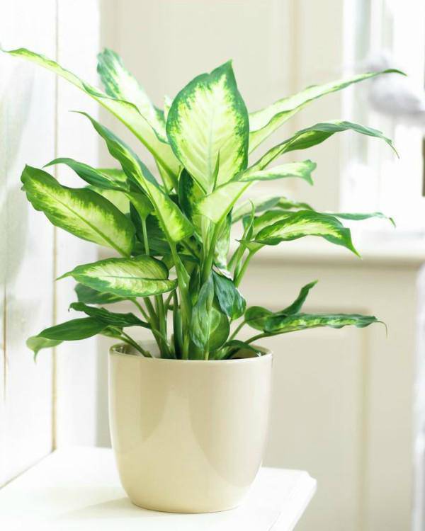 Mệnh Mộc hợp cây gì rước lộc vào nhà? Mệnh Mộc hợp cây gì rước lộc vào nhà?
