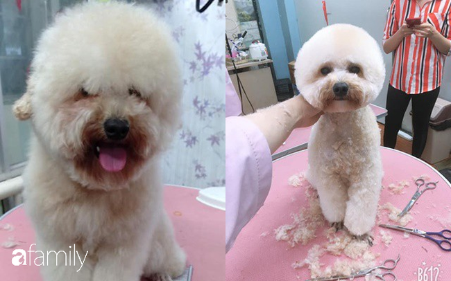 Cắt lông chó - nghề siêu hot lọt top 10 công việc có lương cao nhất ở Việt Nam, kiếm hơn 18 triệu đồng/tháng nhàn như chơi, liệu sự thật như thế nào? - 3 Cắt lông chó - nghề siêu hot lọt top 10 công việc có lương cao nhất ở Việt Nam, kiếm hơn 18 triệu đồng/tháng nhàn như chơi, liệu sự thật như thế nào? - 3