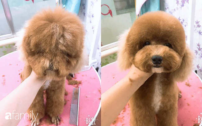 Cắt lông chó - nghề siêu hot lọt top 10 công việc có lương cao nhất ở Việt Nam, kiếm hơn 18 triệu đồng/tháng nhàn như chơi, liệu sự thật như thế nào? - 4 Cắt lông chó - nghề siêu hot lọt top 10 công việc có lương cao nhất ở Việt Nam, kiếm hơn 18 triệu đồng/tháng nhàn như chơi, liệu sự thật như thế nào? - 4