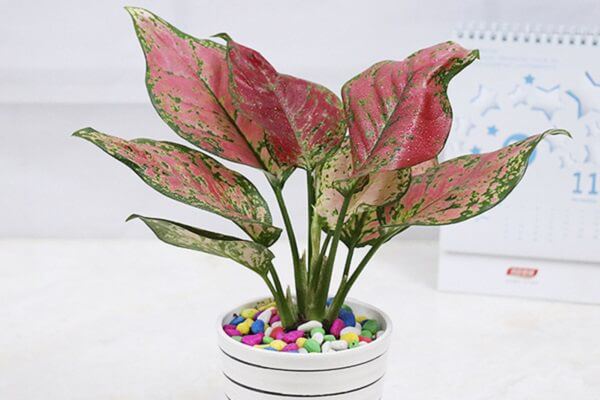 Mệnh Hỏa nên trồng 6 loại cây này để vượng vận, phát tài - 2 Mệnh Hỏa nên trồng 6 loại cây này để vượng vận, phát tài - 2