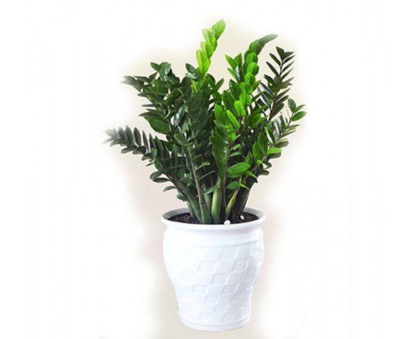 Mệnh Hỏa nên trồng 6 loại cây này để vượng vận, phát tài - 3 Mệnh Hỏa nên trồng 6 loại cây này để vượng vận, phát tài - 3