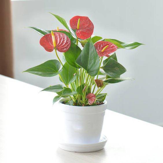 Mệnh Hỏa nên trồng 6 loại cây này để vượng vận, phát tài Mệnh Hỏa nên trồng 6 loại cây này để vượng vận, phát tài