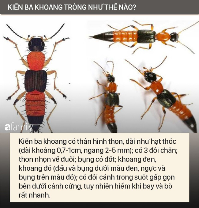 Độc tố của kiến ba khoang mạnh gấp 12-15 lần rắn hổ mang: Nhận biết kiến ba khoang và phòng tránh chất độc của chúng dính vào da - 1 Độc tố của kiến ba khoang mạnh gấp 12-15 lần rắn hổ mang: Nhận biết kiến ba khoang và phòng tránh chất độc của chúng dính vào da - 1