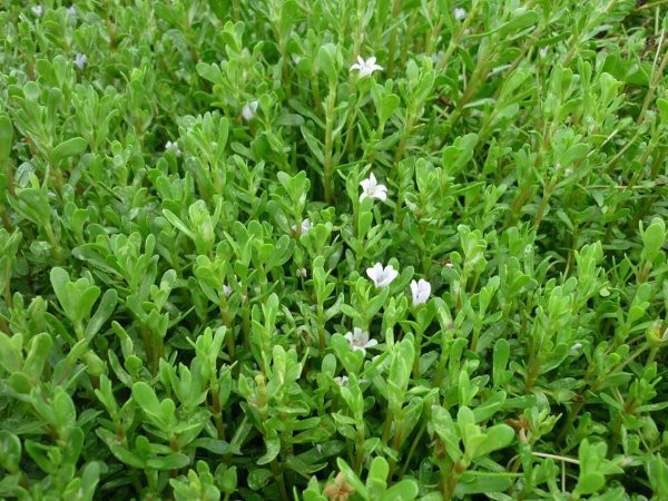 Có loại rau vị đắng chát, giá tới 100 ngàn/kg nhưng nhiều người vẫn 'tranh nhau' mua vì rất tốt cho não và hệ thần kinh - 3 Có loại rau vị đắng chát, giá tới 100 ngàn/kg nhưng nhiều người vẫn 'tranh nhau' mua vì rất tốt cho não và hệ thần kinh - 3