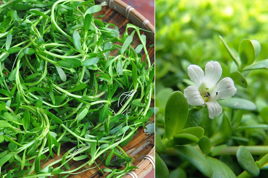 Có loại rau vị đắng chát, giá tới 100 ngàn/kg nhưng nhiều người vẫn 'tranh nhau' mua vì rất tốt cho não và hệ thần kinh - 2 Có loại rau vị đắng chát, giá tới 100 ngàn/kg nhưng nhiều người vẫn 'tranh nhau' mua vì rất tốt cho não và hệ thần kinh - 2