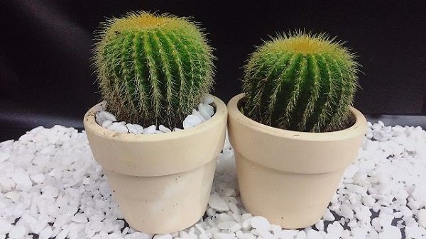5 loại cây trồng ban công giúp chiêu tài, vượng vận nhà nào cũng nên đặt - 1 5 loại cây trồng ban công giúp chiêu tài, vượng vận nhà nào cũng nên đặt - 1