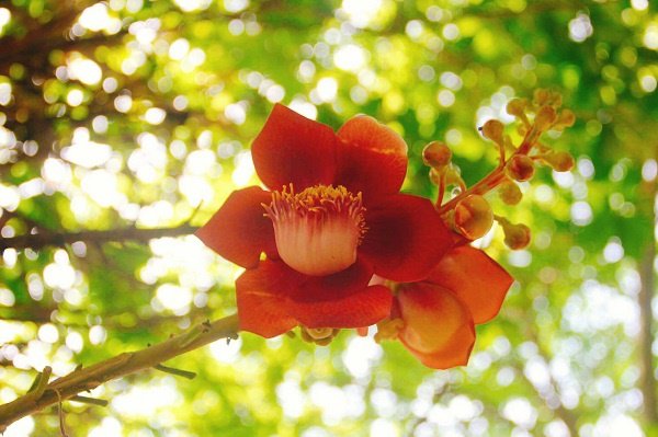 5 loại cây trồng ban công giúp chiêu tài, vượng vận nhà nào cũng nên đặt - 2 5 loại cây trồng ban công giúp chiêu tài, vượng vận nhà nào cũng nên đặt - 2