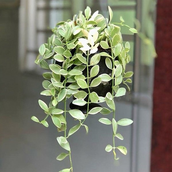 5 loại cây trồng ban công giúp chiêu tài, vượng vận nhà nào cũng nên đặt - 4 5 loại cây trồng ban công giúp chiêu tài, vượng vận nhà nào cũng nên đặt - 4