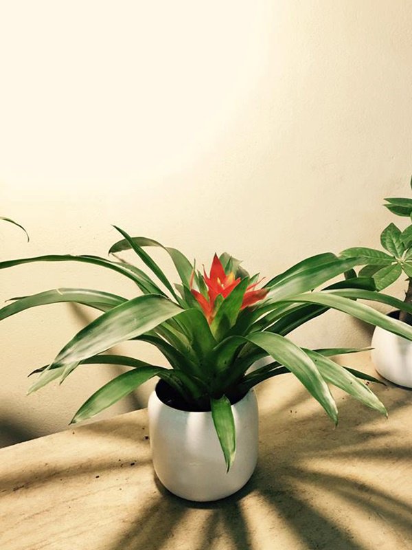 5 loại cây trồng ban công giúp chiêu tài, vượng vận nhà nào cũng nên đặt - 5 5 loại cây trồng ban công giúp chiêu tài, vượng vận nhà nào cũng nên đặt - 5