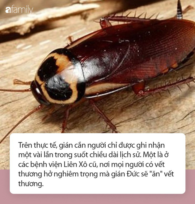 Gián không có khả năng cắn bạn nhưng nó lại có thể khiến cơ thể ốm yếu đến chết theo cách này - 1 Gián không có khả năng cắn bạn nhưng nó lại có thể khiến cơ thể ốm yếu đến chết theo cách này - 1