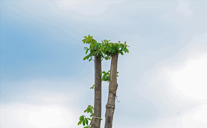 Hàng hoa sữa chuyển từ hồ Tây lên bãi rác Nam Sơn thay đổi khác lạ - 4 Hàng hoa sữa chuyển từ hồ Tây lên bãi rác Nam Sơn thay đổi khác lạ - 4