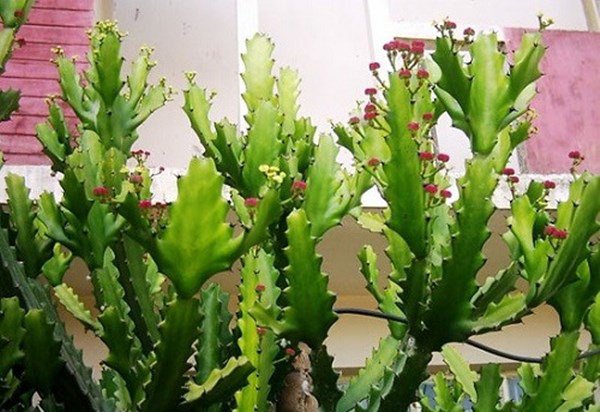 Cuối năm tuyệt đối không được trồng 5 loại cây này trước cửa nhà, nếu có phải chặt bỏ ngay - 1 Cuối năm tuyệt đối không được trồng 5 loại cây này trước cửa nhà, nếu có phải chặt bỏ ngay - 1