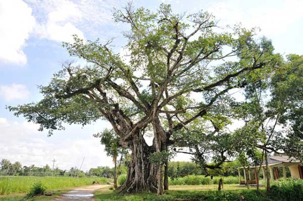 Cuối năm tuyệt đối không được trồng 5 loại cây này trước cửa nhà, nếu có phải chặt bỏ ngay - 3 Cuối năm tuyệt đối không được trồng 5 loại cây này trước cửa nhà, nếu có phải chặt bỏ ngay - 3