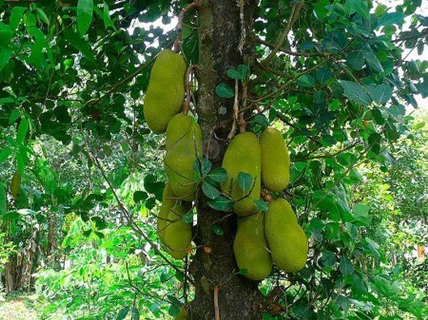 Cuối năm tuyệt đối không được trồng 5 loại cây này trước cửa nhà, nếu có phải chặt bỏ ngay Cuối năm tuyệt đối không được trồng 5 loại cây này trước cửa nhà, nếu có phải chặt bỏ ngay