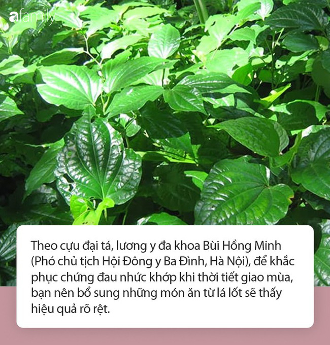 Nhiều người đun nước lá lốt ngâm chân mỗi tối để chữa đau nhức xương khớp: Chuyên gia hé lộ thêm nhiều điều bất ngờ hơn từ lá lốt Nhiều người đun nước lá lốt ngâm chân mỗi tối để chữa đau nhức xương khớp: Chuyên gia hé lộ thêm nhiều điều bất ngờ hơn từ lá lốt