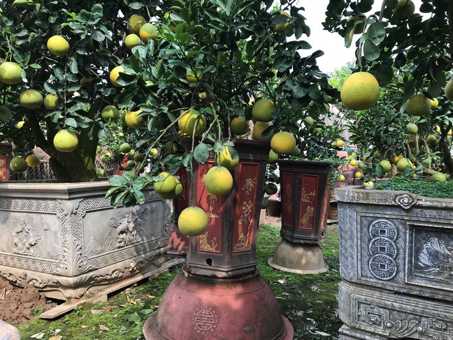 Khách đặt gần hết quất cảnh chơi Tết trước 2 tháng, chủ vườn nói bày ra phố cho vui - 15 Khách đặt gần hết quất cảnh chơi Tết trước 2 tháng, chủ vườn nói bày ra phố cho vui - 15