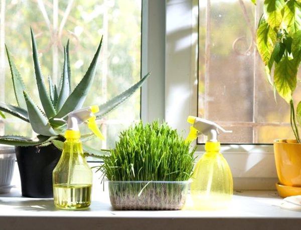 Những loại cây phong thuỷ nên trồng trong gian bếp, Thần Tài ưng ý mở túi phát lộc, xin gì cũng cho - 4 Những loại cây phong thuỷ nên trồng trong gian bếp, Thần Tài ưng ý mở túi phát lộc, xin gì cũng cho - 4