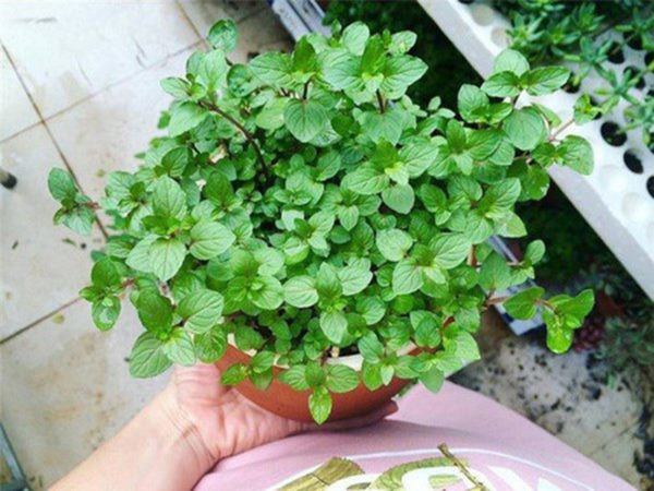 Những loại cây phong thuỷ nên trồng trong gian bếp, Thần Tài ưng ý mở túi phát lộc, xin gì cũng cho - 1 Những loại cây phong thuỷ nên trồng trong gian bếp, Thần Tài ưng ý mở túi phát lộc, xin gì cũng cho - 1