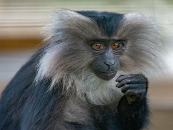 Tại sao không được nhìn chăm chú vào mắt khỉ macaca? Tại sao không được nhìn chăm chú vào mắt khỉ macaca?