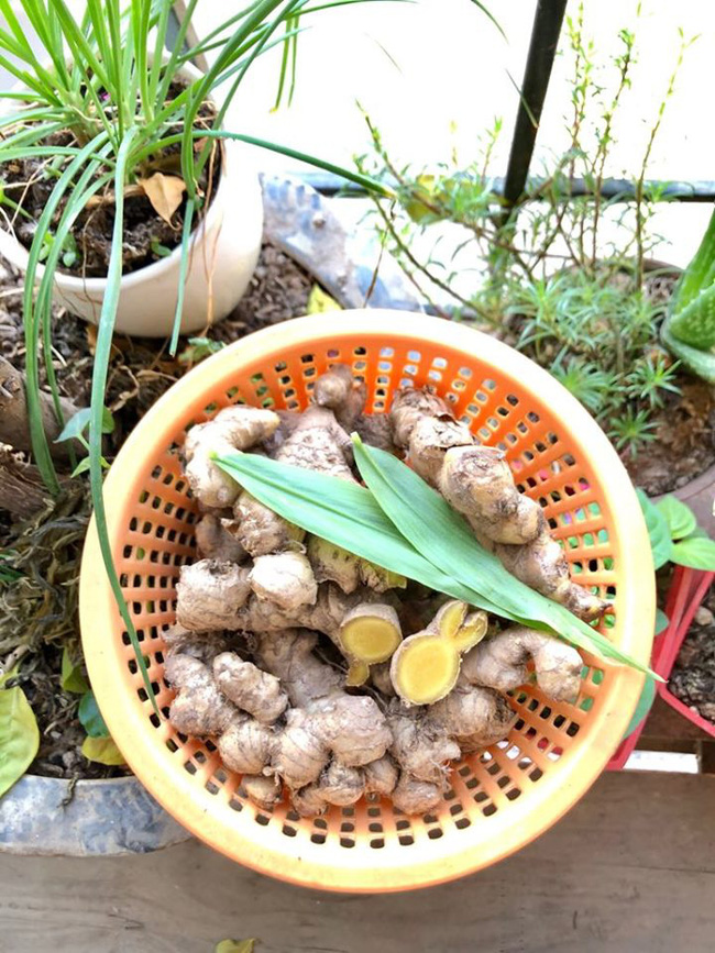 Mùa đông, ngâm chân bằng nước gừng nóng, giúp ngăn ngừa nhiều bệnh - 1 Mùa đông, ngâm chân bằng nước gừng nóng, giúp ngăn ngừa nhiều bệnh - 1