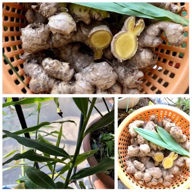 Mùa đông, ngâm chân bằng nước gừng nóng, giúp ngăn ngừa nhiều bệnh Mùa đông, ngâm chân bằng nước gừng nóng, giúp ngăn ngừa nhiều bệnh
