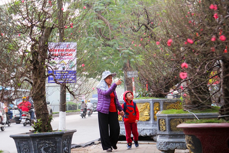 Những gốc đào thế 'tiền tỷ' thu hút đại gia chơi Tết - 9 Những gốc đào thế 'tiền tỷ' thu hút đại gia chơi Tết - 9