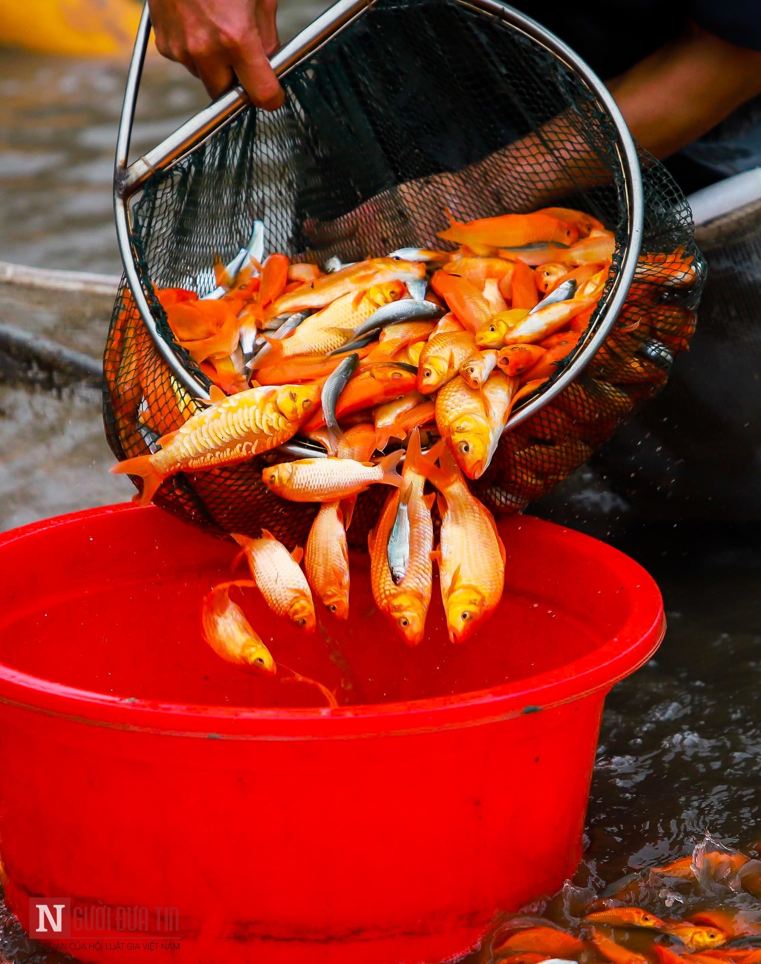 Làng nghề cá chép đỏ nhộn nhịp trước Tết ông Công, ông Táo - 7 Làng nghề cá chép đỏ nhộn nhịp trước Tết ông Công, ông Táo - 7