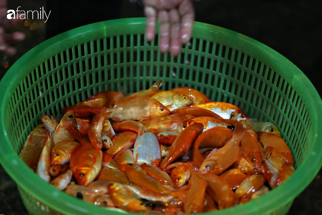 Ngày ông Công ông Táo, chợ cá lớn nhất Hà Nội cháy hàng cá chép từ rạng sáng - 11 Ngày ông Công ông Táo, chợ cá lớn nhất Hà Nội cháy hàng cá chép từ rạng sáng - 11