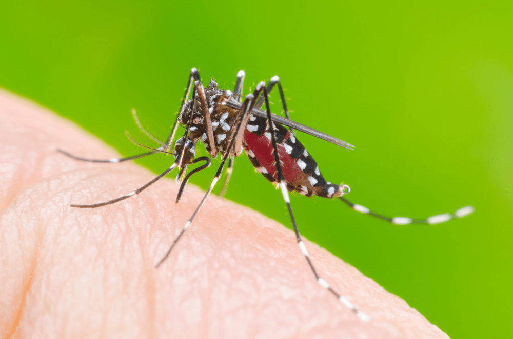 Vì sao muỗi truyền được bệnh sốt xuất huyết nhưng HIV thì không ? Vì sao muỗi truyền được bệnh sốt xuất huyết nhưng HIV thì không ?