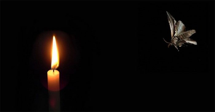 Vì sao thiêu thân lại 'đâm đầu' vào ánh sáng rồi chết thảm? - 1 Vì sao thiêu thân lại 'đâm đầu' vào ánh sáng rồi chết thảm? - 1