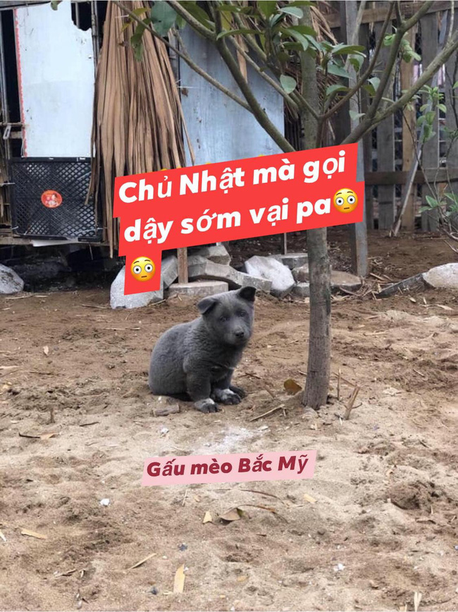 Phát sốt với chú chó hot nhất tuần qua, lập fanpage 4 ngày thu về 32 ngàn lượt thích - 1 Phát sốt với chú chó hot nhất tuần qua, lập fanpage 4 ngày thu về 32 ngàn lượt thích - 1
