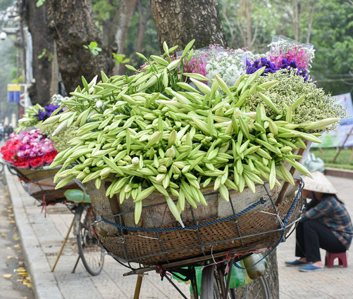 Hoa loa kèn đầu mùa rợp phố Hà Nội, rẻ bằng một nửa năm ngoái nhưng không mấy ai mua Hoa loa kèn đầu mùa rợp phố Hà Nội, rẻ bằng một nửa năm ngoái nhưng không mấy ai mua