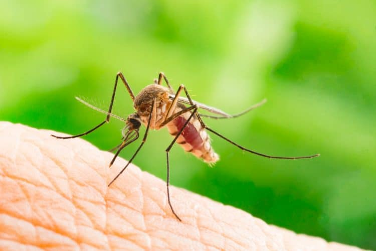 Vì sao có người bị muỗi đốt nhiều hơn những người khác? Vì sao có người bị muỗi đốt nhiều hơn những người khác?