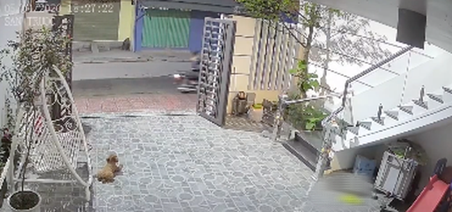 Chủ phải đi cách ly 2 tuần, chú chó cưng mong ngóng ngày ngày đợi ngoài cửa khiến dân tình rơi nước mắt - 1 Chủ phải đi cách ly 2 tuần, chú chó cưng mong ngóng ngày ngày đợi ngoài cửa khiến dân tình rơi nước mắt - 1