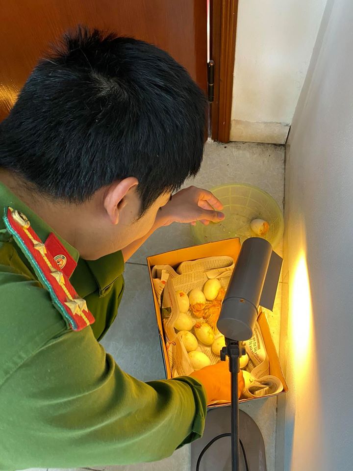 Được dân biếu quá nhiều trứng, cán bộ công an 'dở khóc dở cười' khi bỗng dưng trở thành mẹ bất đắc dĩ của những chú vịt - 1 Được dân biếu quá nhiều trứng, cán bộ công an 'dở khóc dở cười' khi bỗng dưng trở thành mẹ bất đắc dĩ của những chú vịt - 1