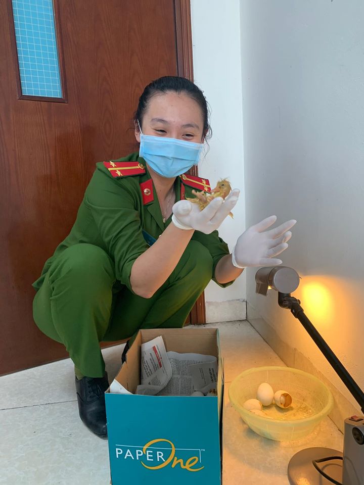 Được dân biếu quá nhiều trứng, cán bộ công an 'dở khóc dở cười' khi bỗng dưng trở thành mẹ bất đắc dĩ của những chú vịt - 2 Được dân biếu quá nhiều trứng, cán bộ công an 'dở khóc dở cười' khi bỗng dưng trở thành mẹ bất đắc dĩ của những chú vịt - 2