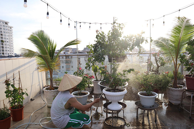 Phan Hiển trồng vườn hồng trăm triệu trên sân thượng cho Khánh Thi - 2 Phan Hiển trồng vườn hồng trăm triệu trên sân thượng cho Khánh Thi - 2