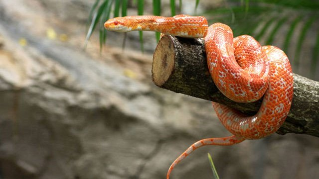 Vì sao rắn không chân nhưng có thể trèo leo cây mà không bị trượt? Vì sao rắn không chân nhưng có thể trèo leo cây mà không bị trượt?