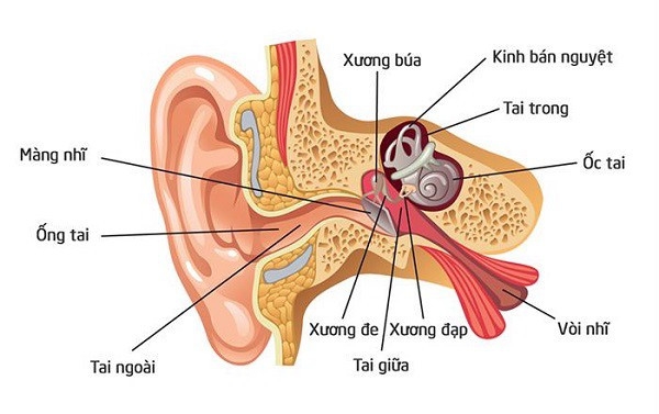 Tại sao thường nghe âm thanh nhỏ hơn hoặc không còn nghe thấy gì khi 'ngáp'? Tại sao thường nghe âm thanh nhỏ hơn hoặc không còn nghe thấy gì khi 'ngáp'?