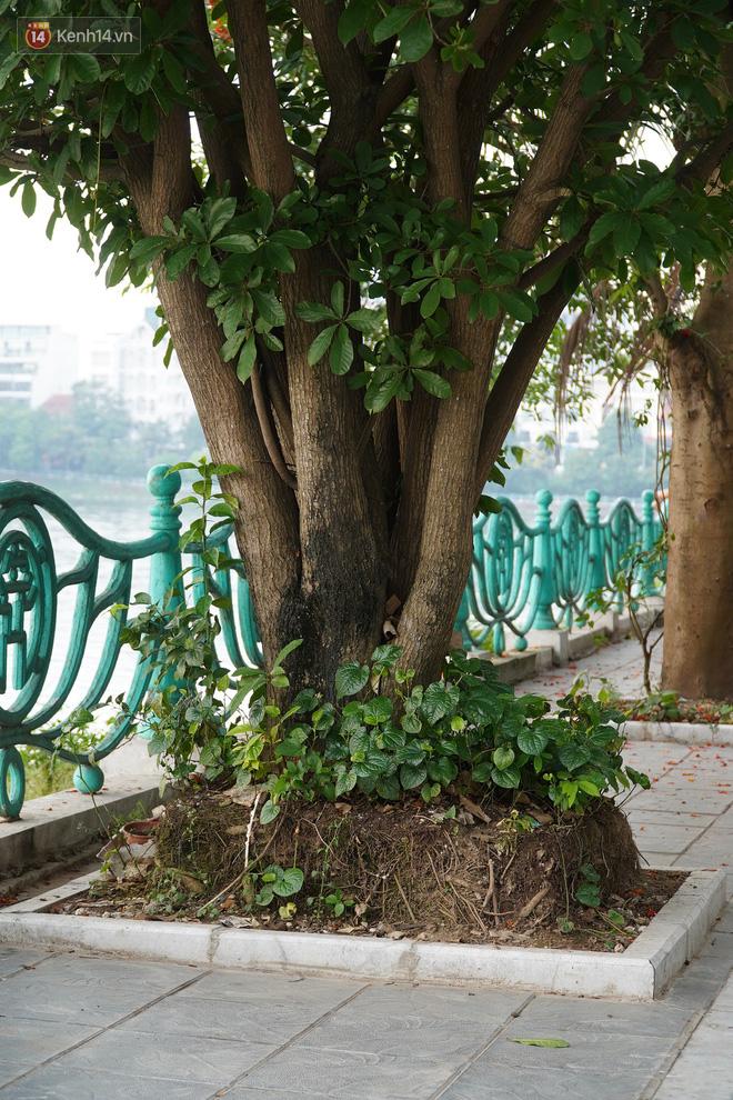 Ảnh: Cận cảnh hàng loạt cây xanh mục gốc, ngả hướng ra giữa đường ở Hà Nội - 9 Ảnh: Cận cảnh hàng loạt cây xanh mục gốc, ngả hướng ra giữa đường ở Hà Nội - 9