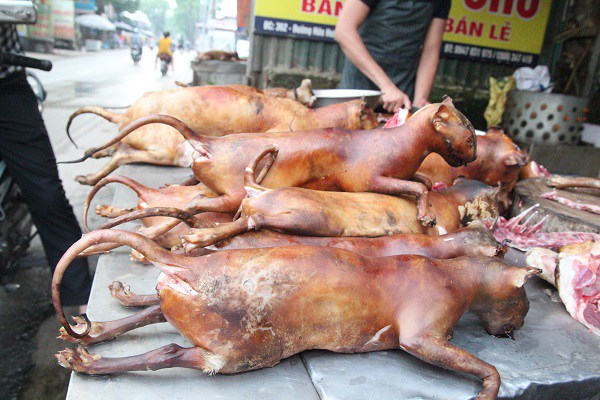 Tiểu thương bán chó mèo trước đề xuất cấm giết, ăn thịt: 'Yêu chó, nhưng vẫn mổ bán hàng ngày' - 9 Tiểu thương bán chó mèo trước đề xuất cấm giết, ăn thịt: 'Yêu chó, nhưng vẫn mổ bán hàng ngày' - 9