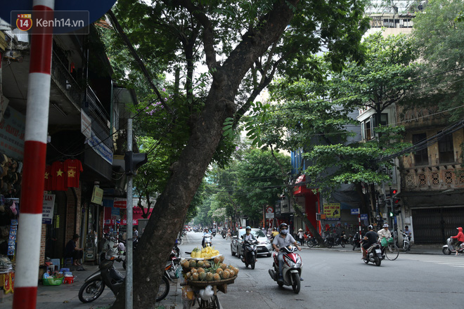 Ảnh: Cận cảnh hàng loạt cây xanh mục gốc, ngả hướng ra giữa đường ở Hà Nội - 6 Ảnh: Cận cảnh hàng loạt cây xanh mục gốc, ngả hướng ra giữa đường ở Hà Nội - 6