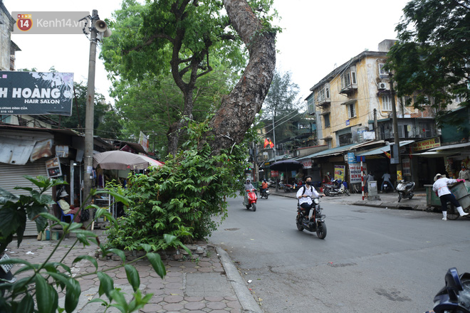 Ảnh: Cận cảnh hàng loạt cây xanh mục gốc, ngả hướng ra giữa đường ở Hà Nội - 4 Ảnh: Cận cảnh hàng loạt cây xanh mục gốc, ngả hướng ra giữa đường ở Hà Nội - 4