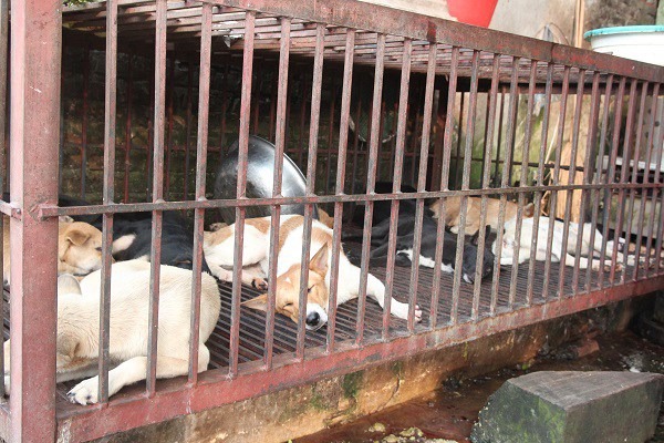 Tiểu thương bán chó mèo trước đề xuất cấm giết, ăn thịt: 'Yêu chó, nhưng vẫn mổ bán hàng ngày' - 1 Tiểu thương bán chó mèo trước đề xuất cấm giết, ăn thịt: 'Yêu chó, nhưng vẫn mổ bán hàng ngày' - 1