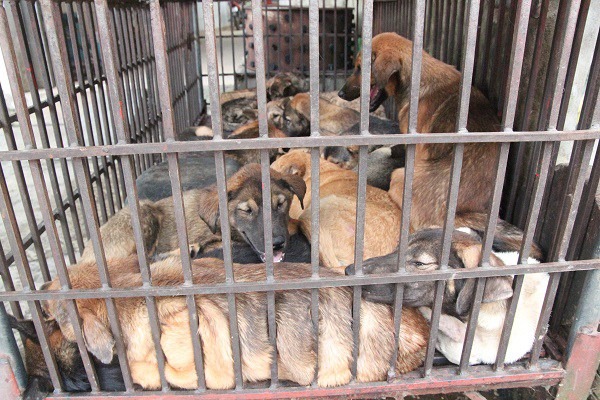 Tiểu thương bán chó mèo trước đề xuất cấm giết, ăn thịt: 'Yêu chó, nhưng vẫn mổ bán hàng ngày' - 6 Tiểu thương bán chó mèo trước đề xuất cấm giết, ăn thịt: 'Yêu chó, nhưng vẫn mổ bán hàng ngày' - 6