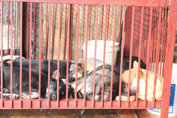 Tiểu thương bán chó mèo trước đề xuất cấm giết, ăn thịt: 'Yêu chó, nhưng vẫn mổ bán hàng ngày' Tiểu thương bán chó mèo trước đề xuất cấm giết, ăn thịt: 'Yêu chó, nhưng vẫn mổ bán hàng ngày'